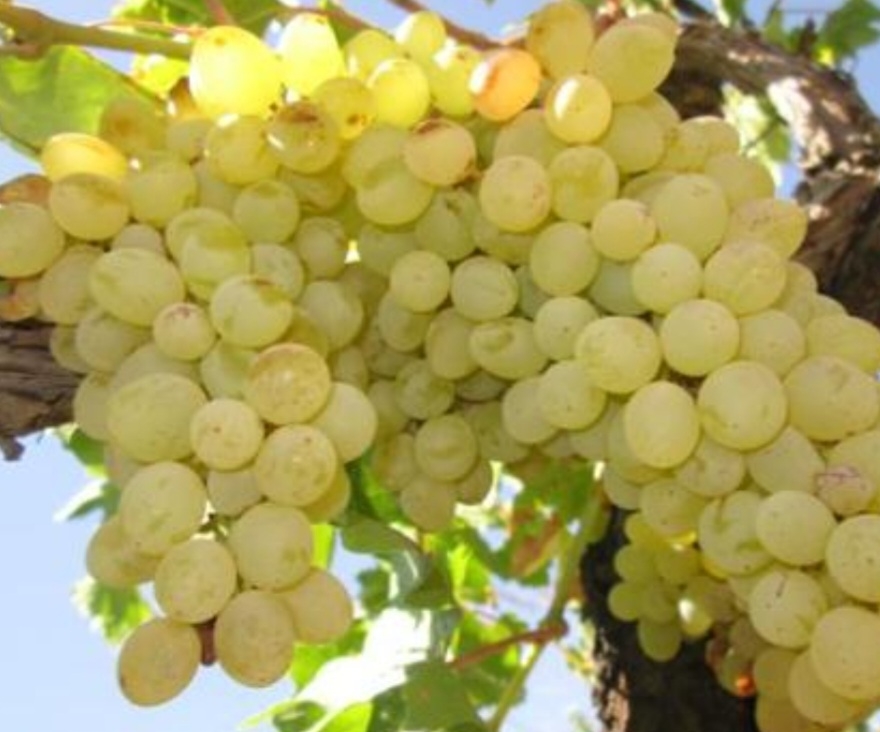 انگور خلیلی