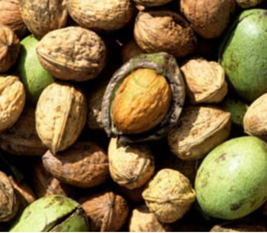 گردو ضیا ابادی