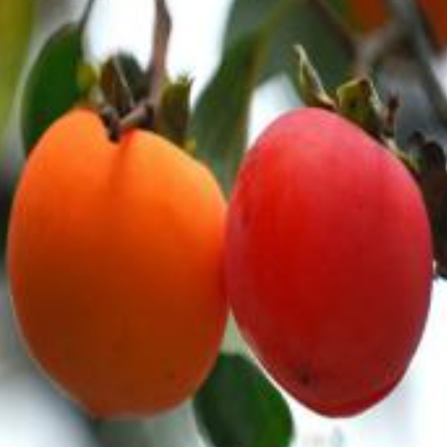 خرمالو یوکونو