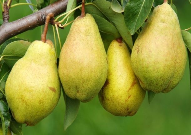 گلابي درگزی