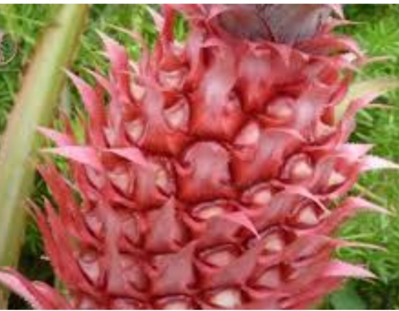 اناناس اسپانیایی