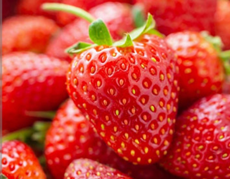 توت فرنگی شیلی