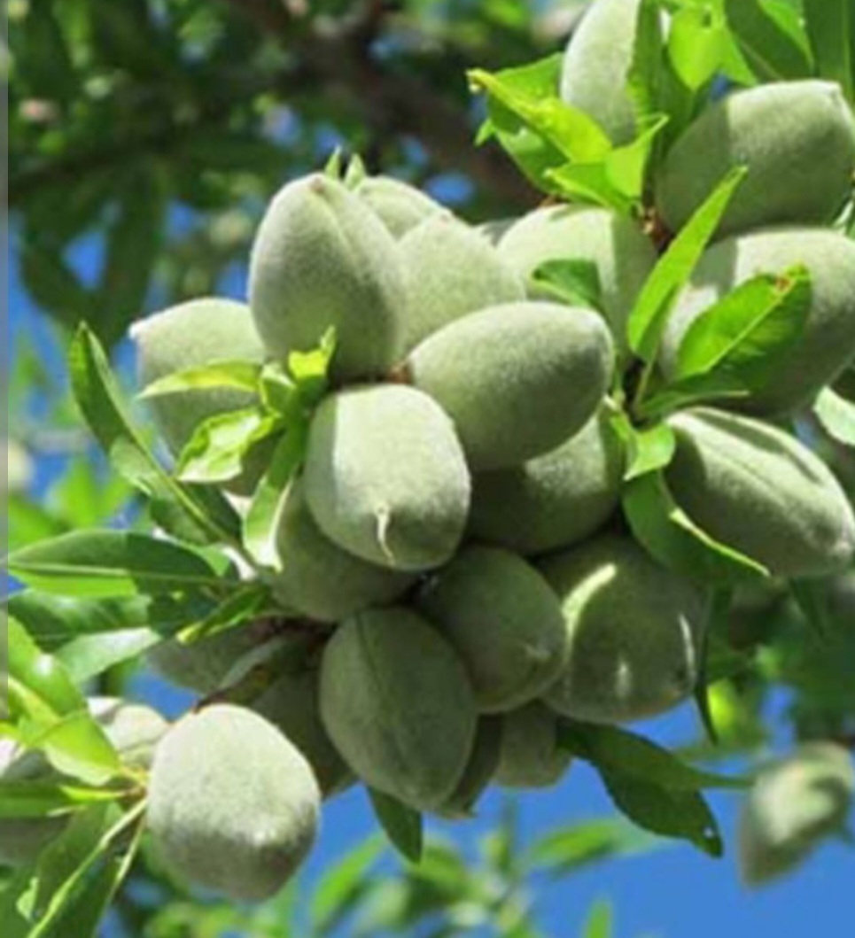 بادام خوشه ای