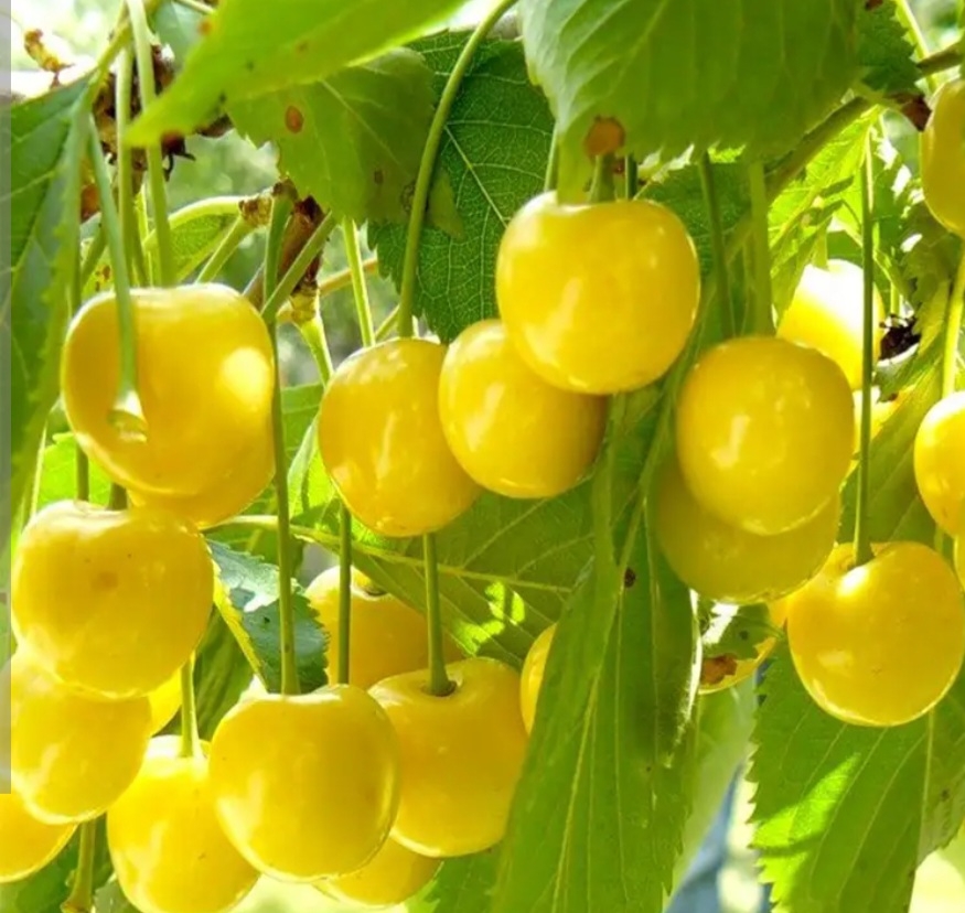 گیلاس زرد ارومیه