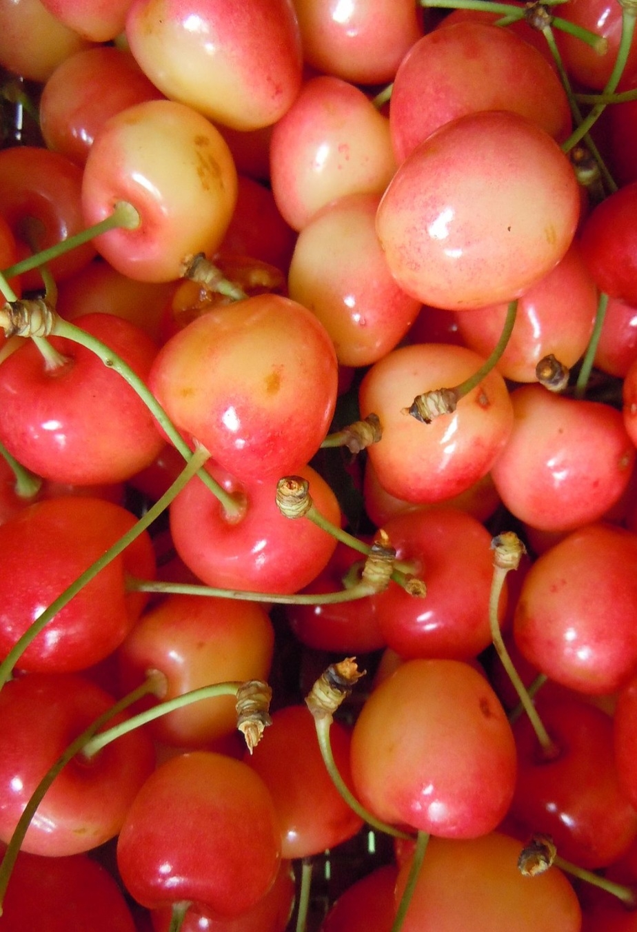 گیلاس ناپلئونی