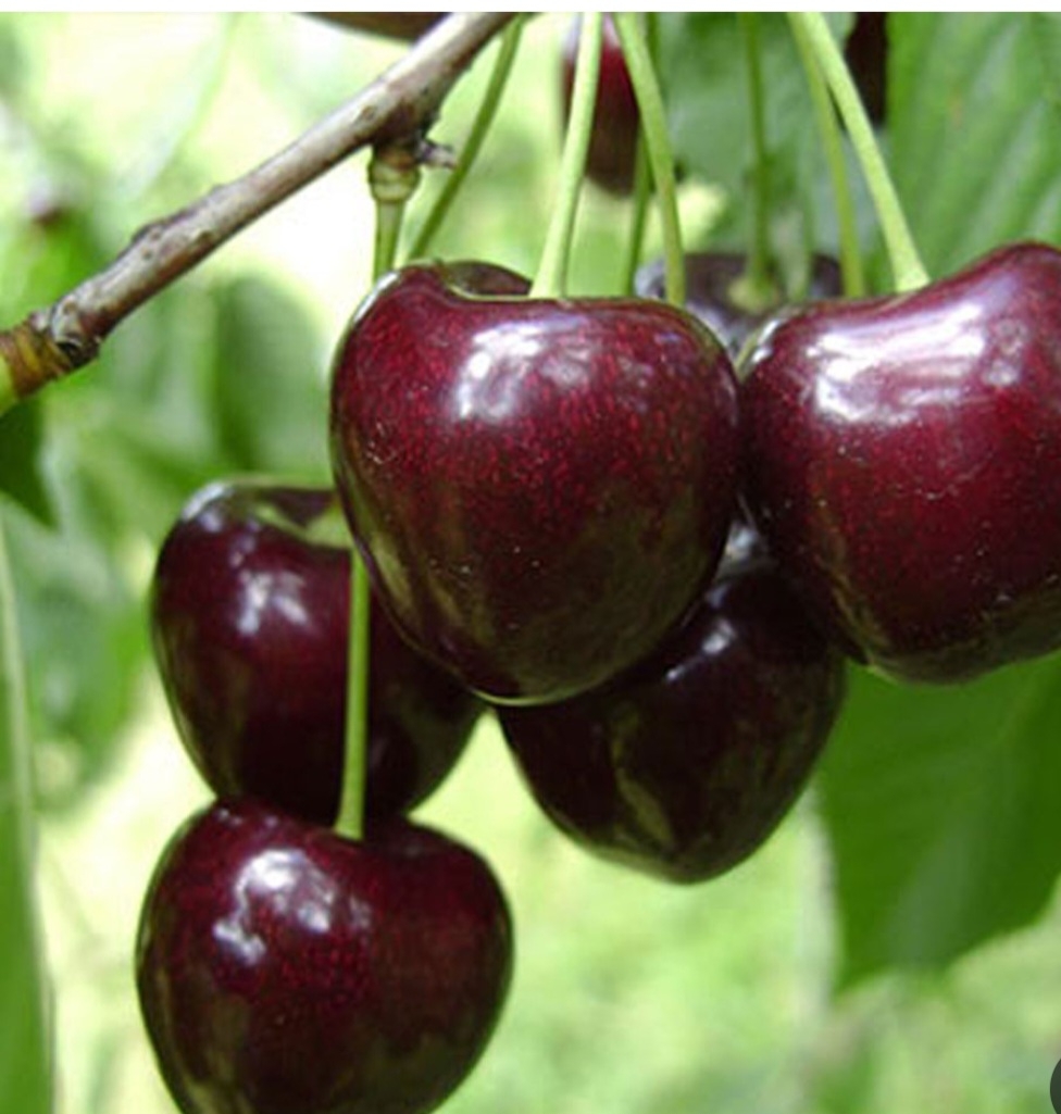 گیلاس فرنگی