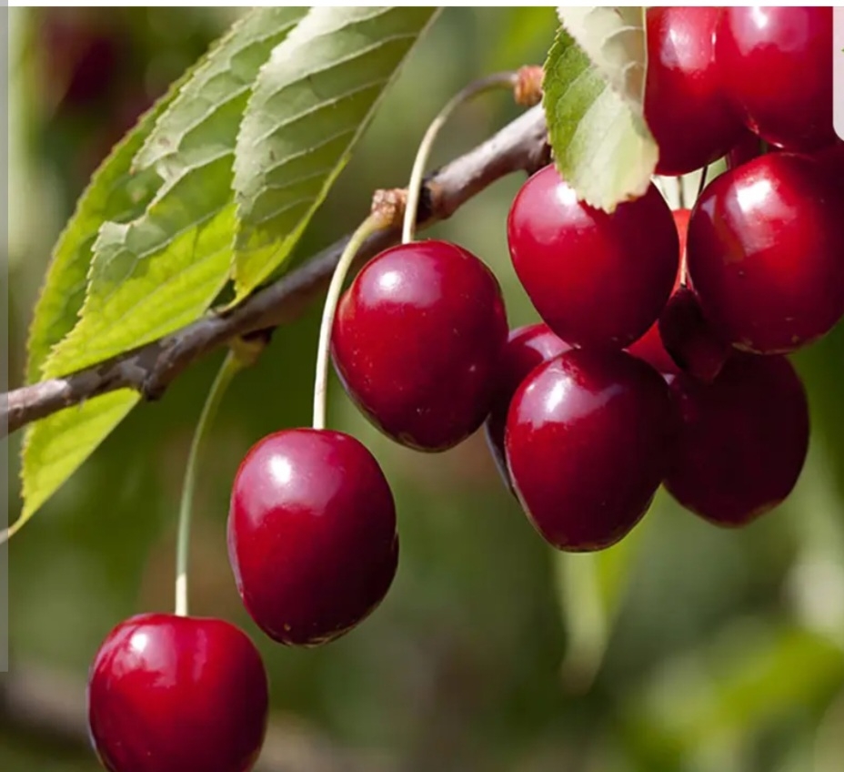 گیلاس انابلا