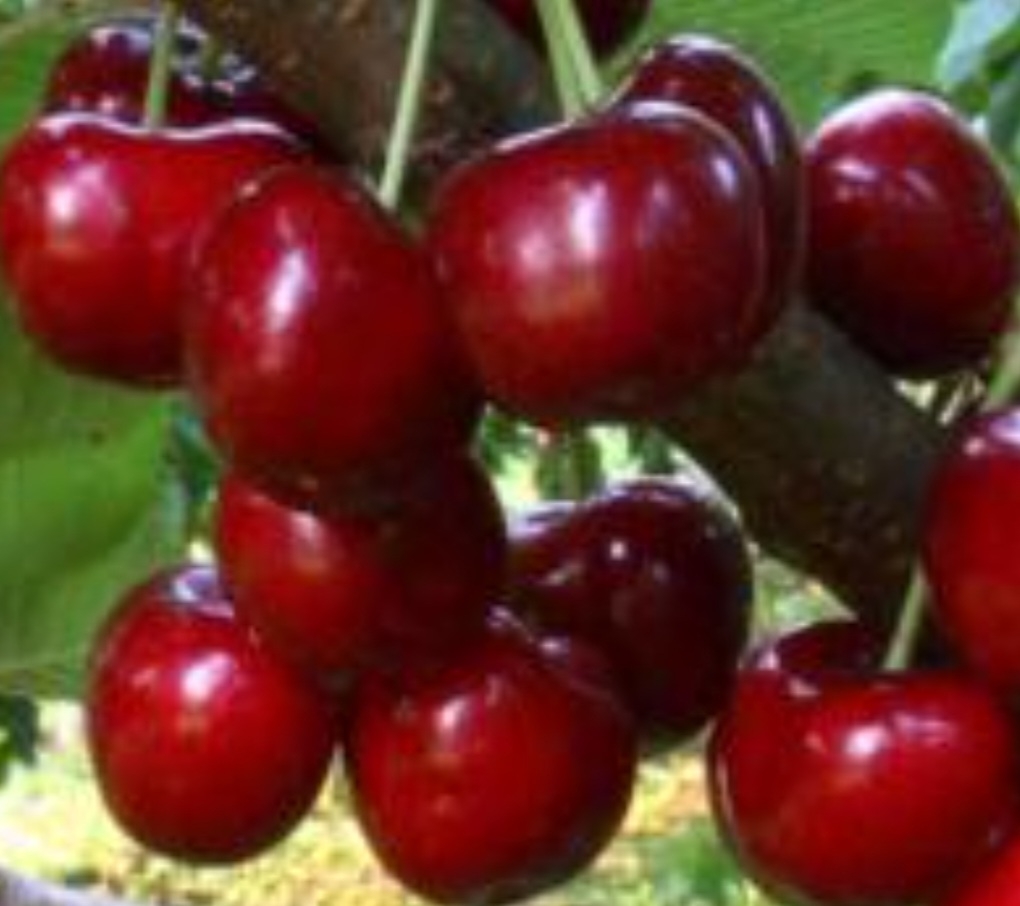 گیلاس کاستور