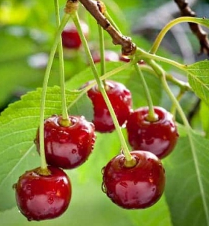 البالو گوشواره ای