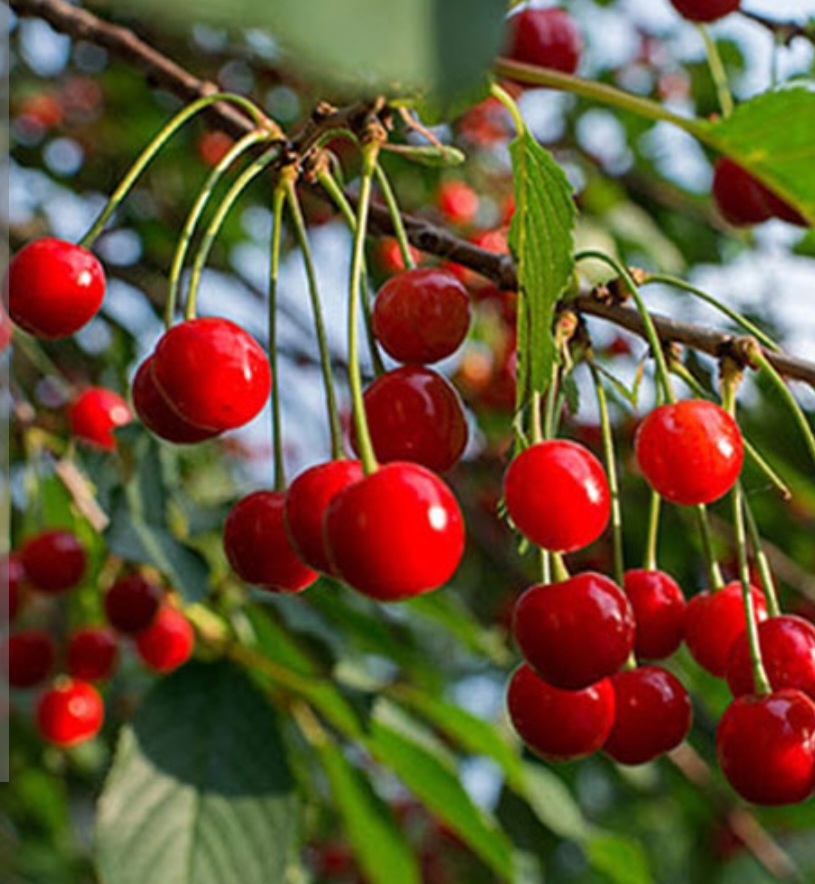 البالو محلی