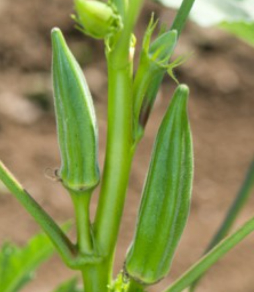 بامیه سبز کلیسون بیکر