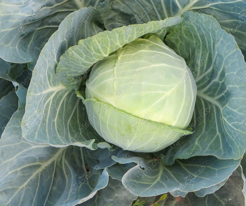 کلم‌ پیچ هیبرید گر گورین