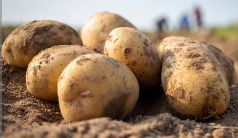 سیب زمینی جاوید