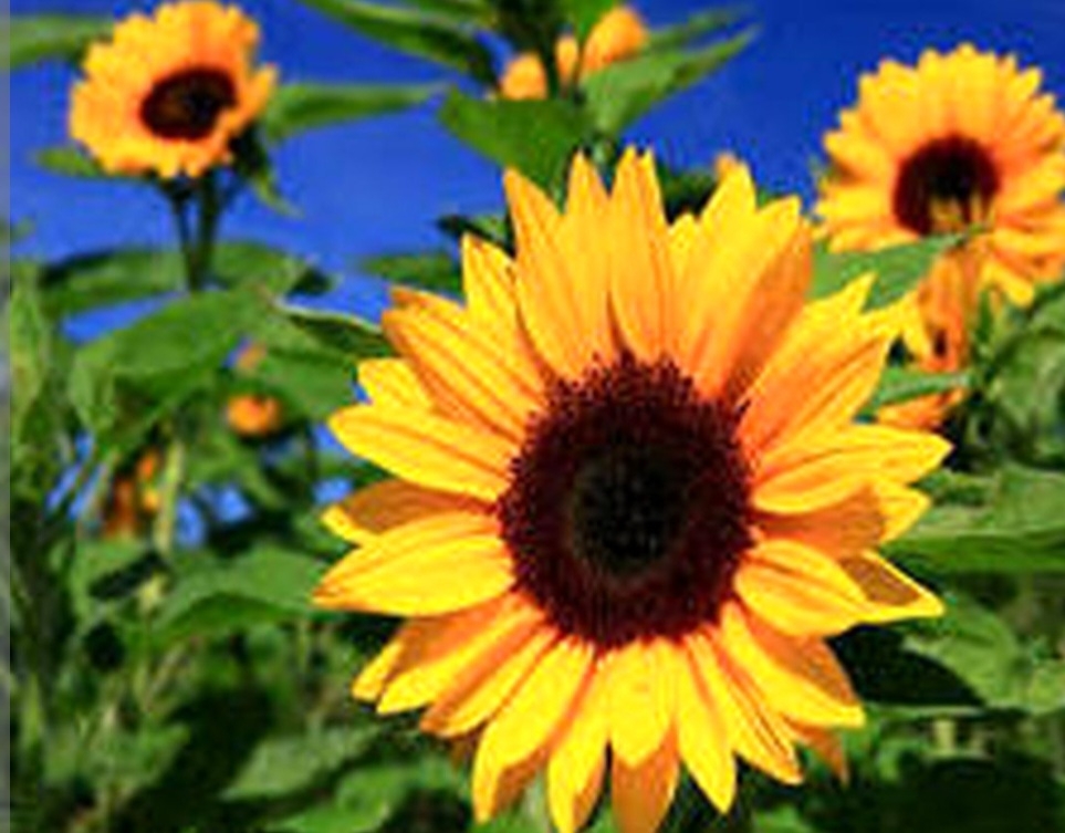 آفتابگردان برزگر