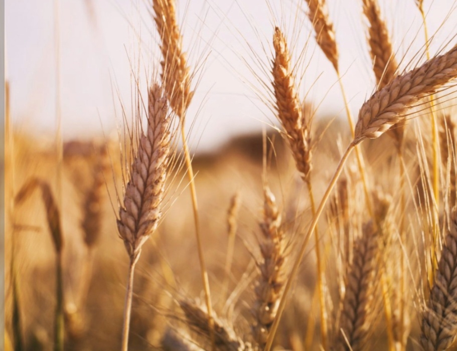 گندم بهرنگ